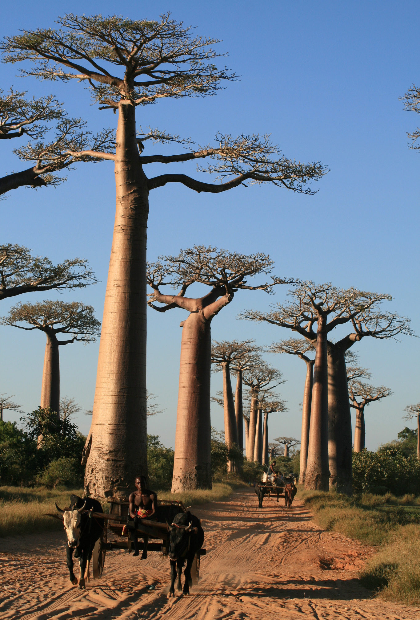 allée des baobabs madagascar