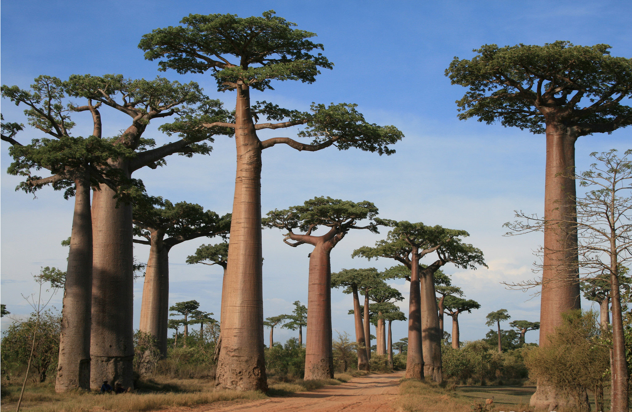 foret de baobabs morondava