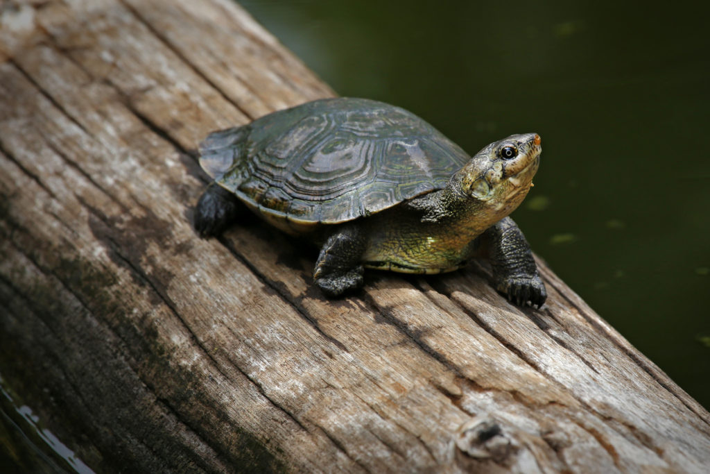 Découvrez les tortues de Madagascar Office Régional du Tourisme de — free download